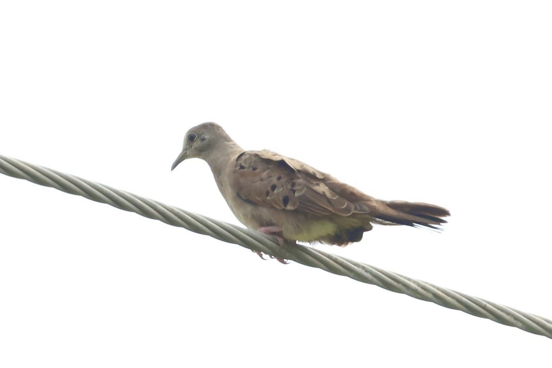 Plain-breasted Ground Dove - ML641875172