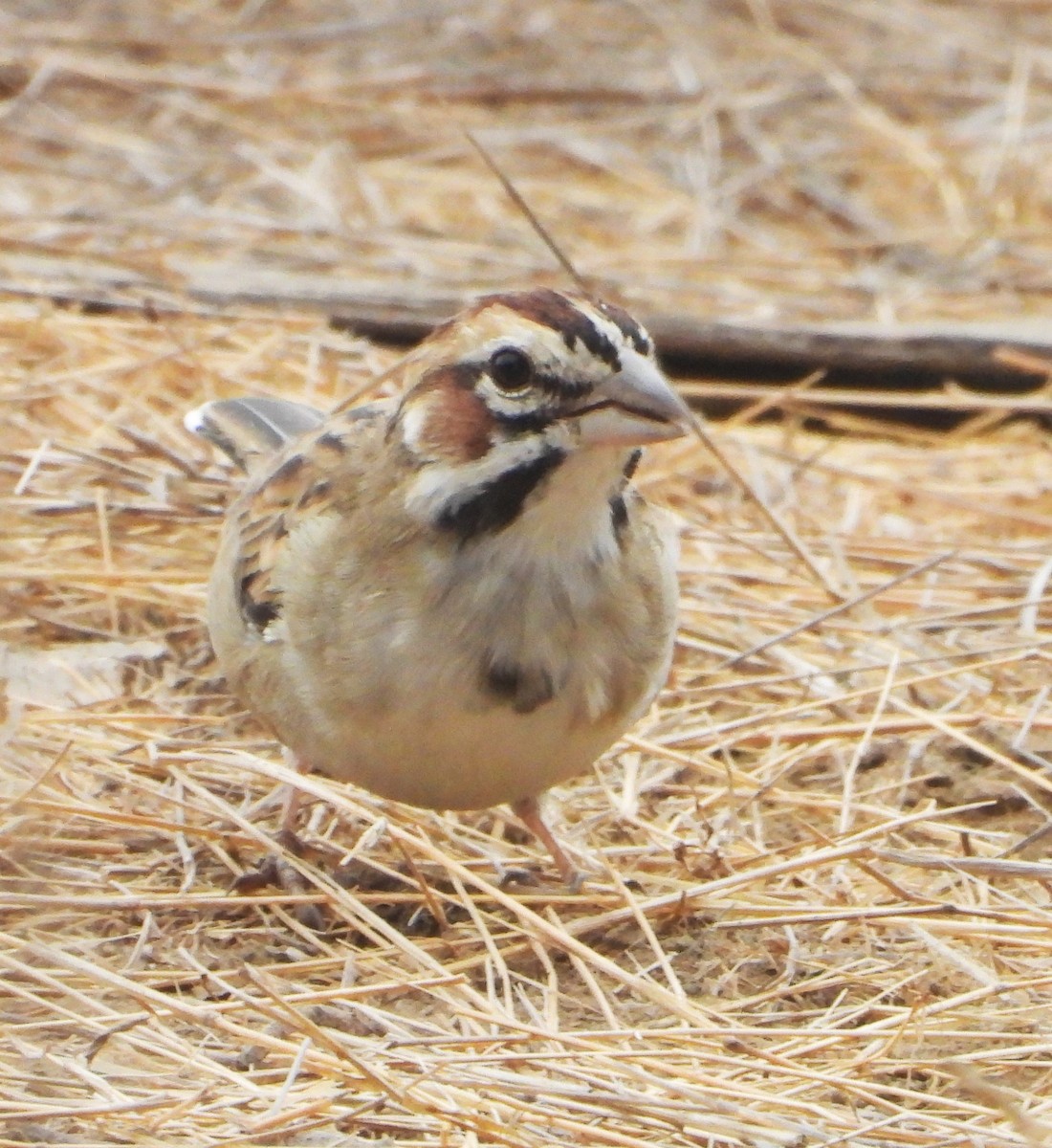 Lark Sparrow - ML641875222