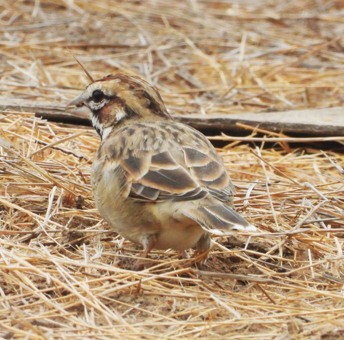 Lark Sparrow - ML641875223