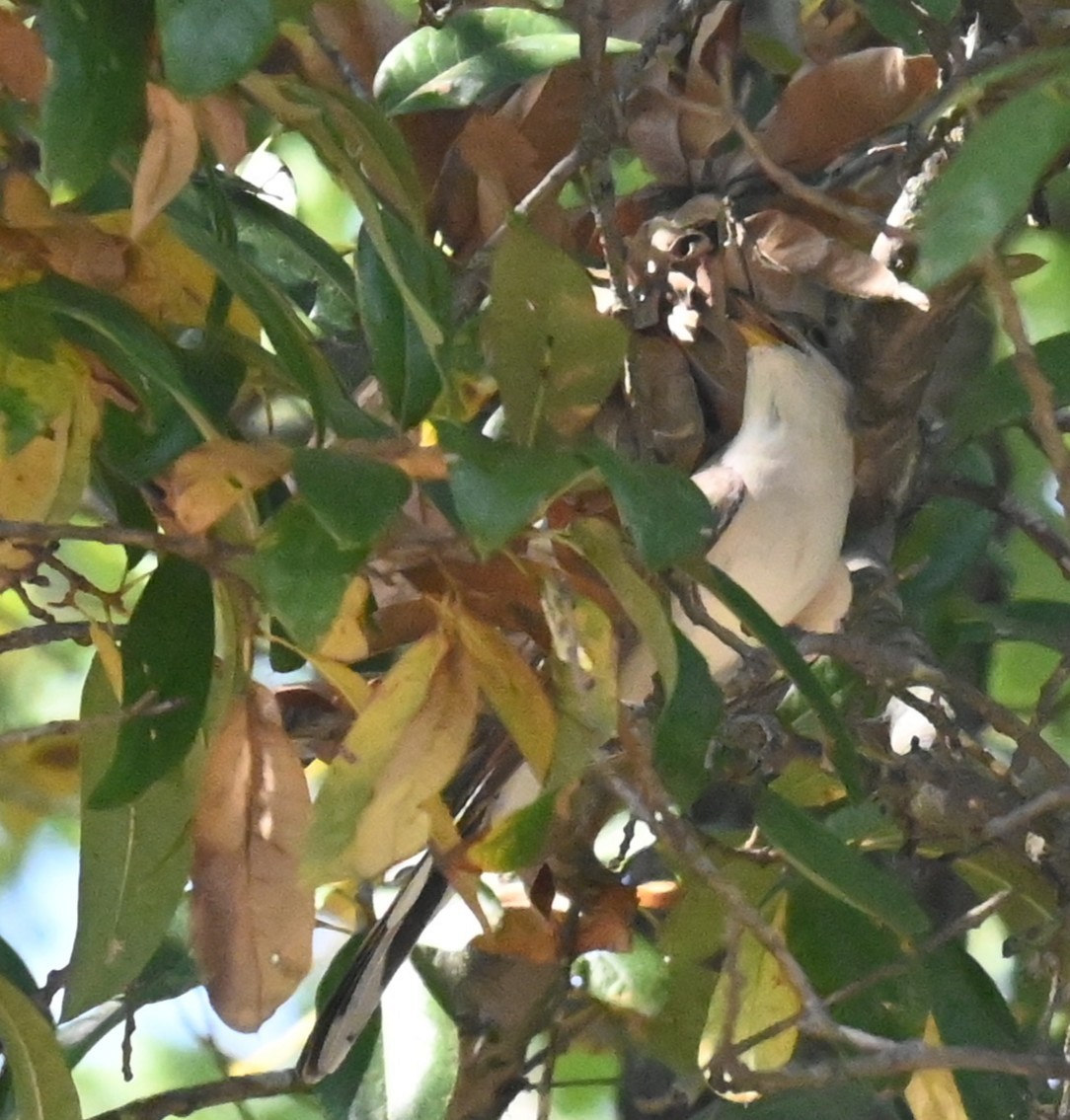 kukačka dešťová - ML641875229