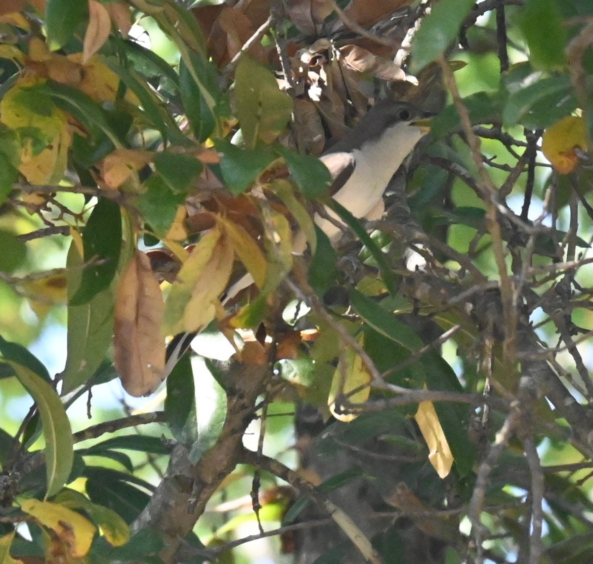 kukačka dešťová - ML641875230