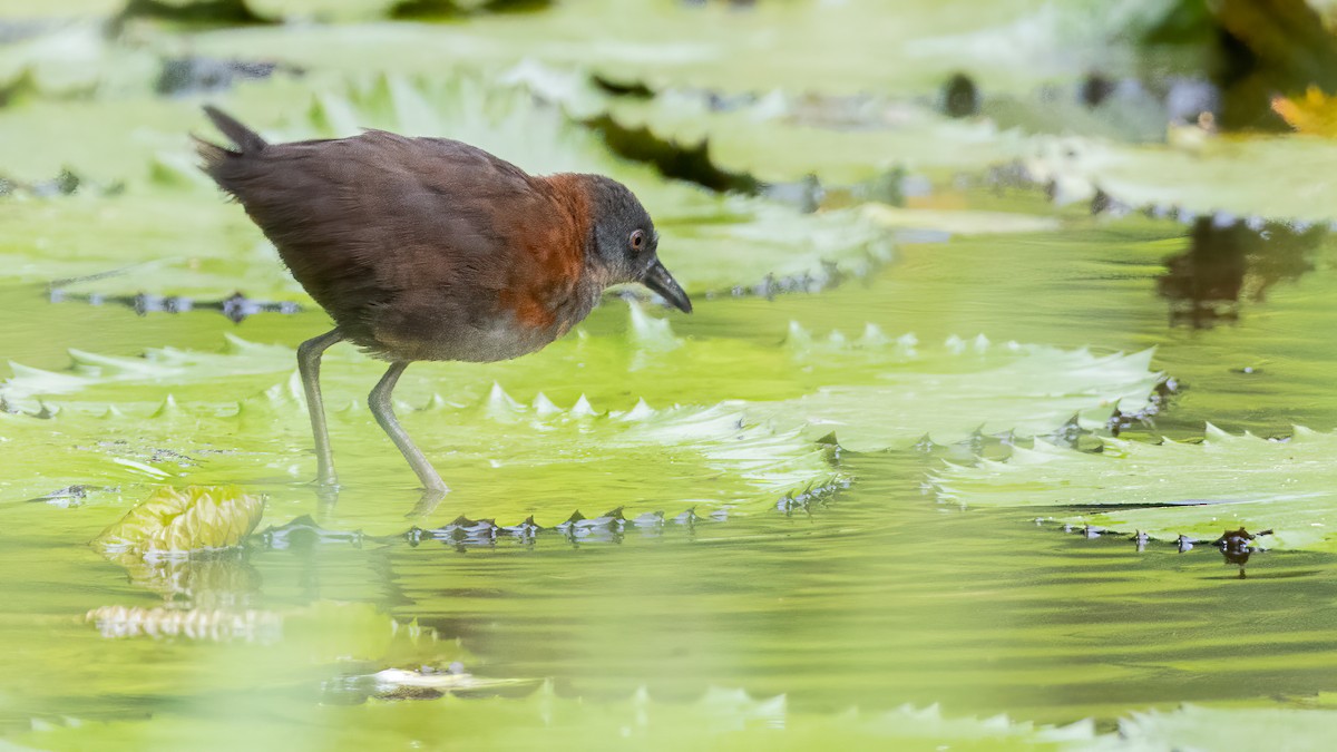 Ruddy Crake - ML641875237