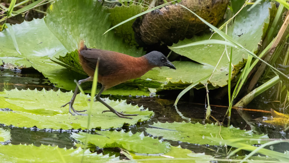 Ruddy Crake - ML641875238