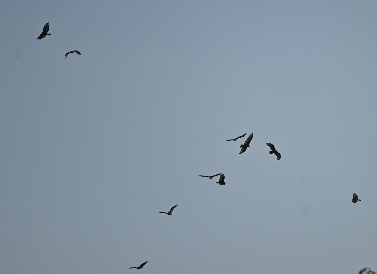 kondor havranovitý - ML641875243