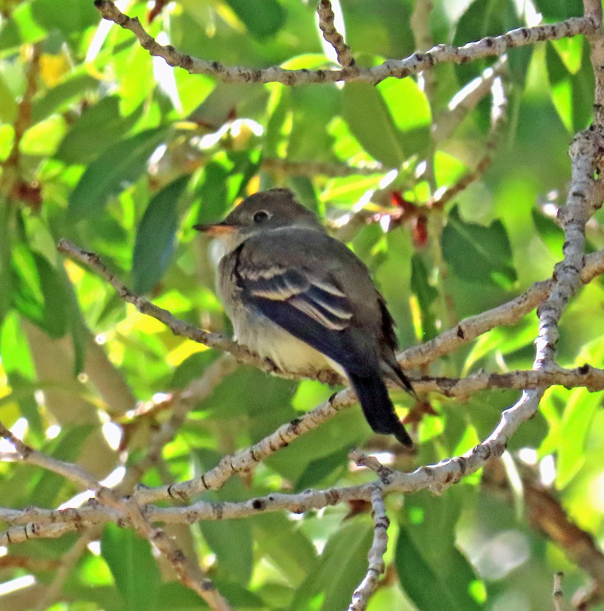 Western Flycatcher - ML641875245