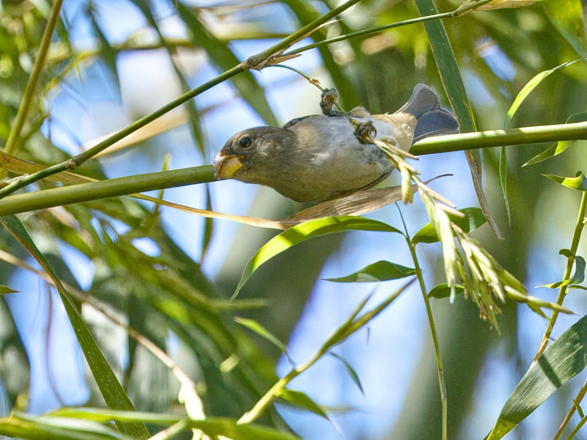 Temminck's Seedeater - ML641875340
