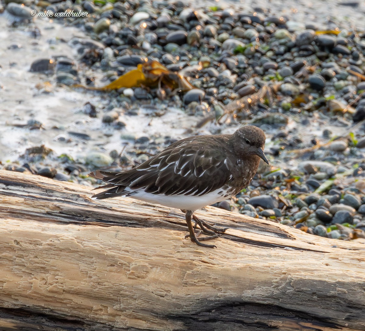 Black Turnstone - ML641875357