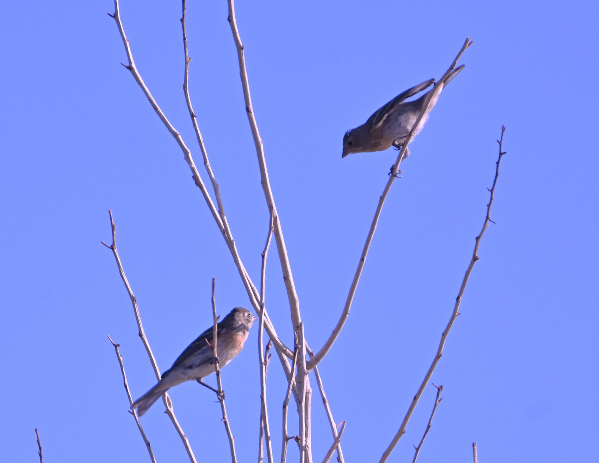 Lazuli Bunting - ML641875359