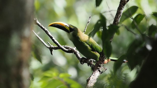 Northern Emerald-Toucanet - ML641875366
