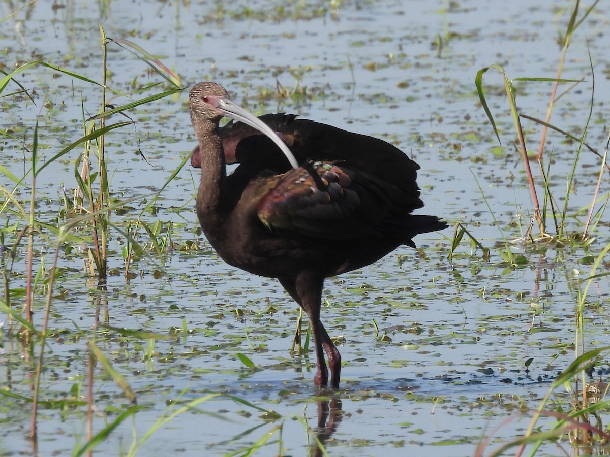 White-faced Ibis - ML641875406