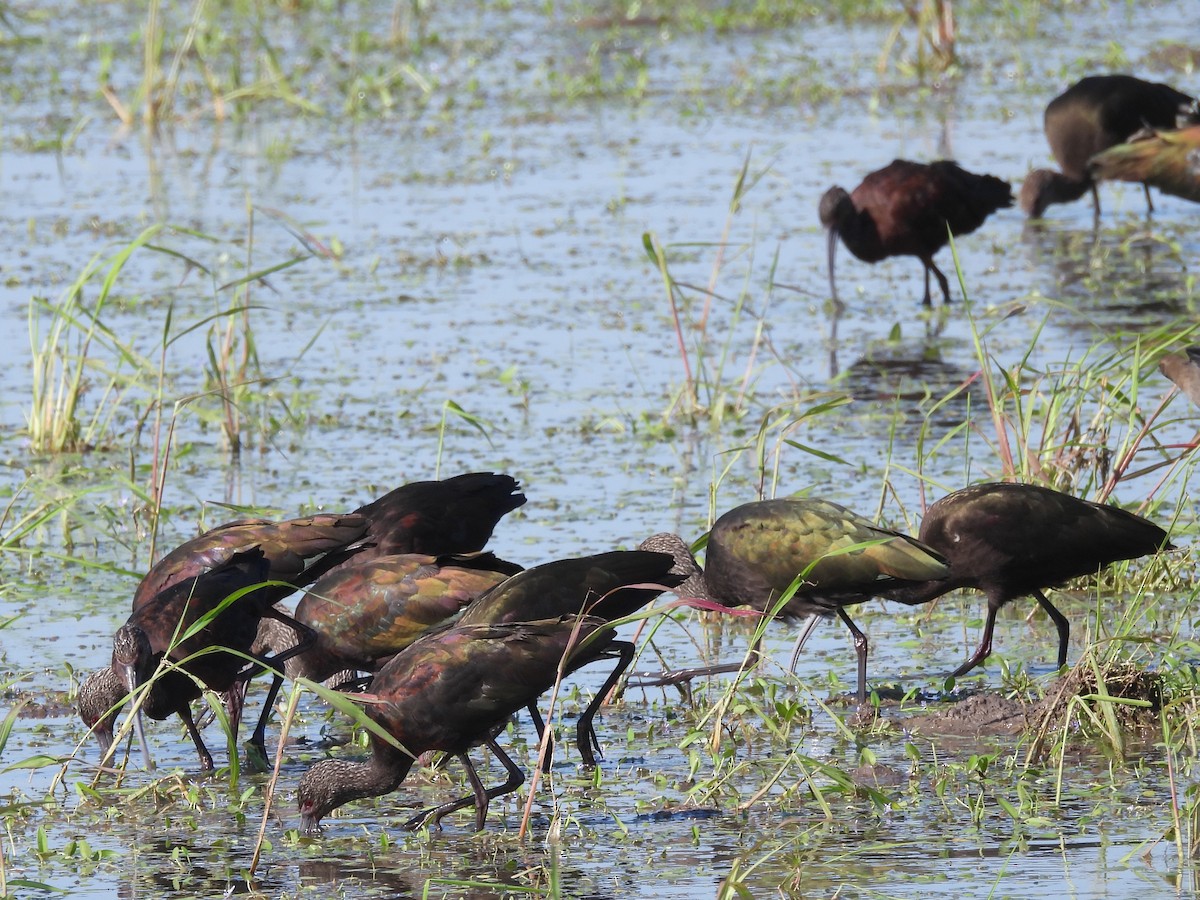 White-faced Ibis - ML641875407