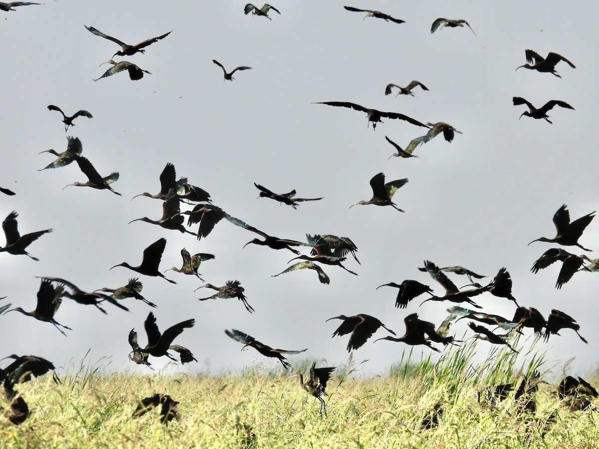 White-faced Ibis - ML641875408