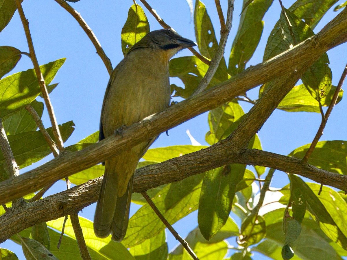 Buff-throated Saltator - ML641875414