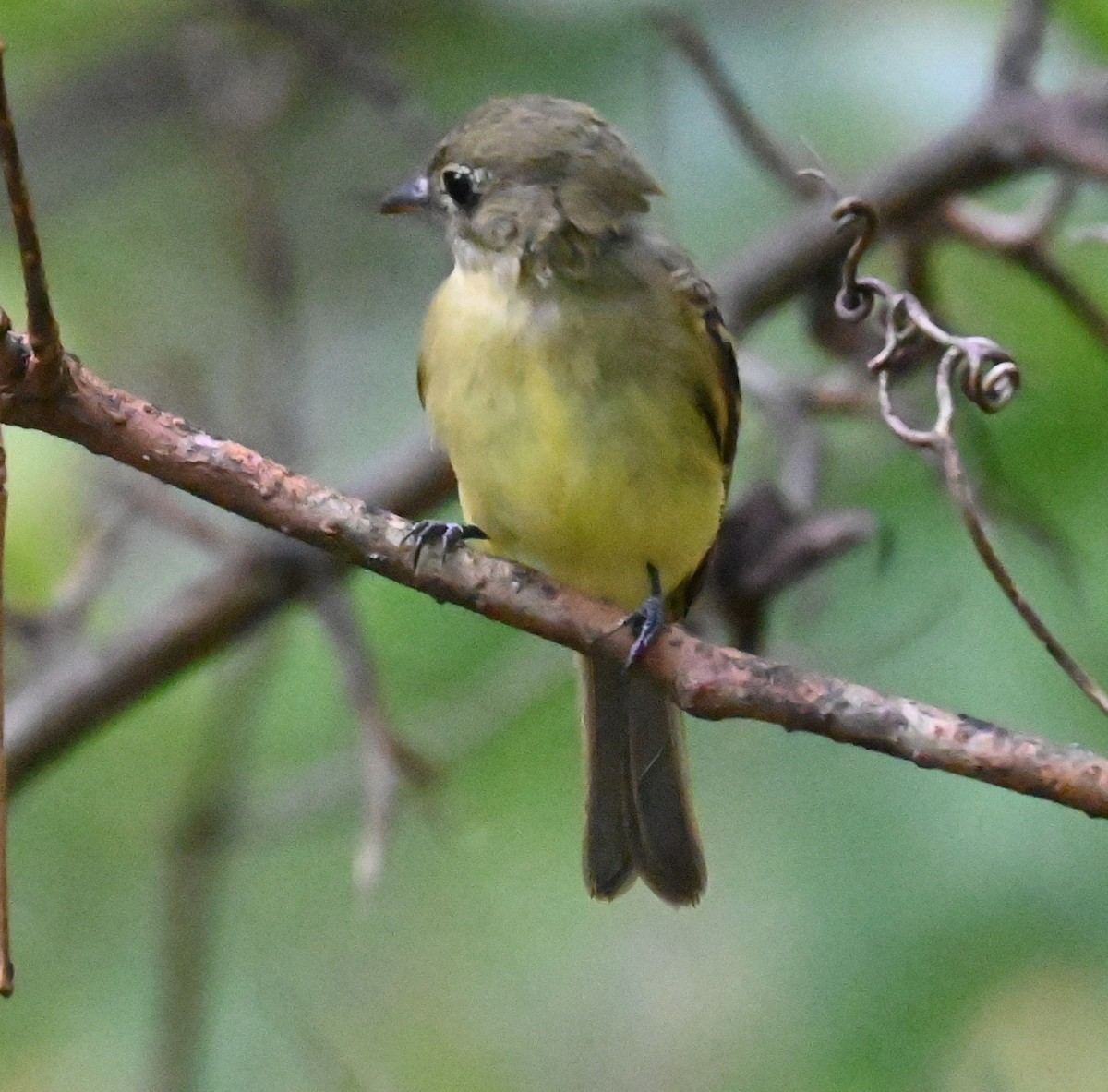 White-eyed Vireo - ML641875437