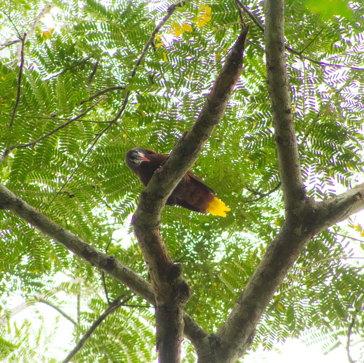 Montezuma Oropendola - ML641875438