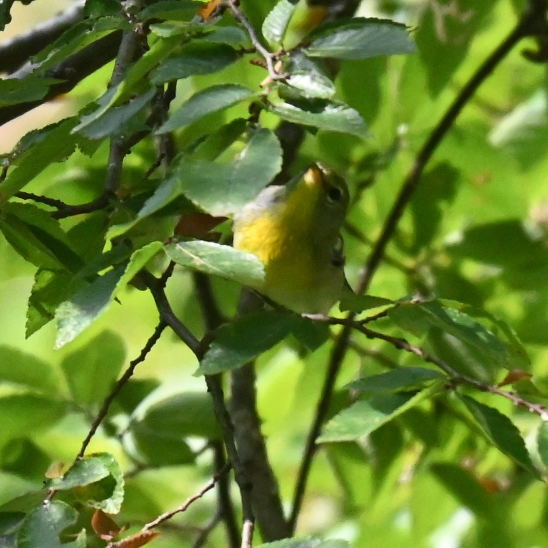 Northern Parula - ML641875443