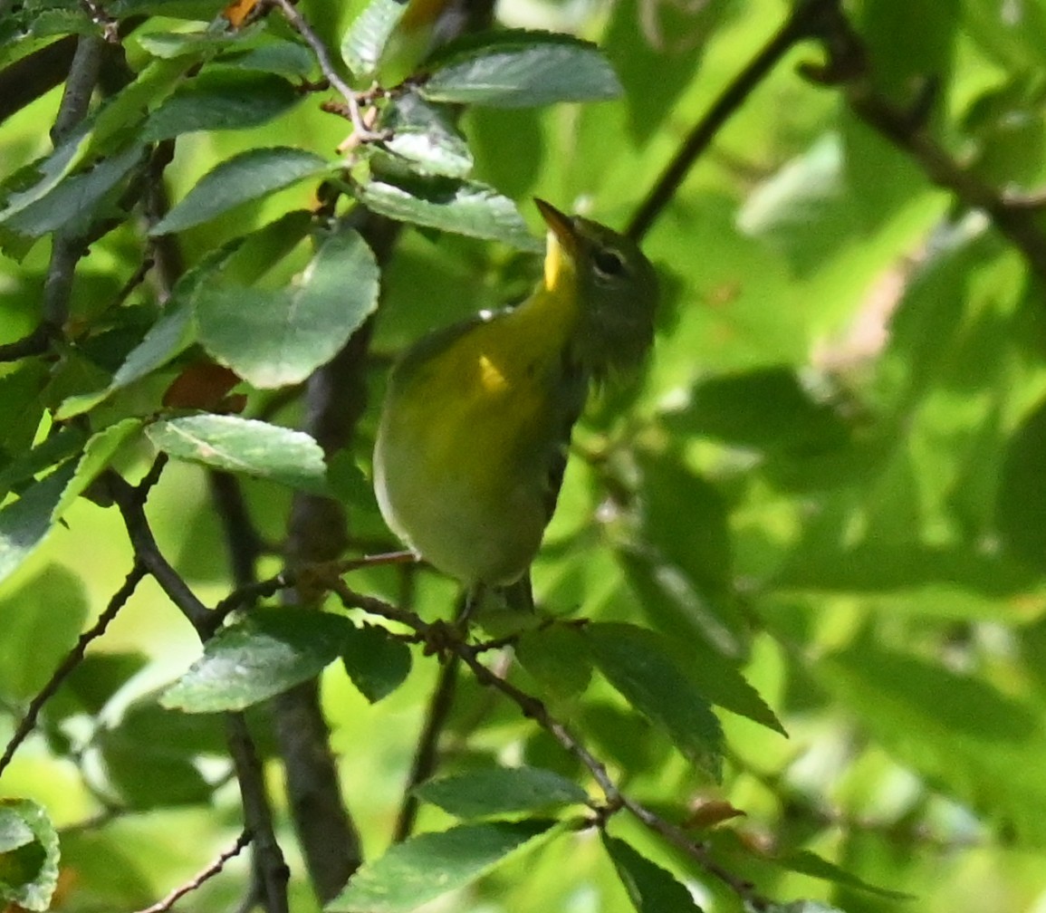 Northern Parula - ML641875444