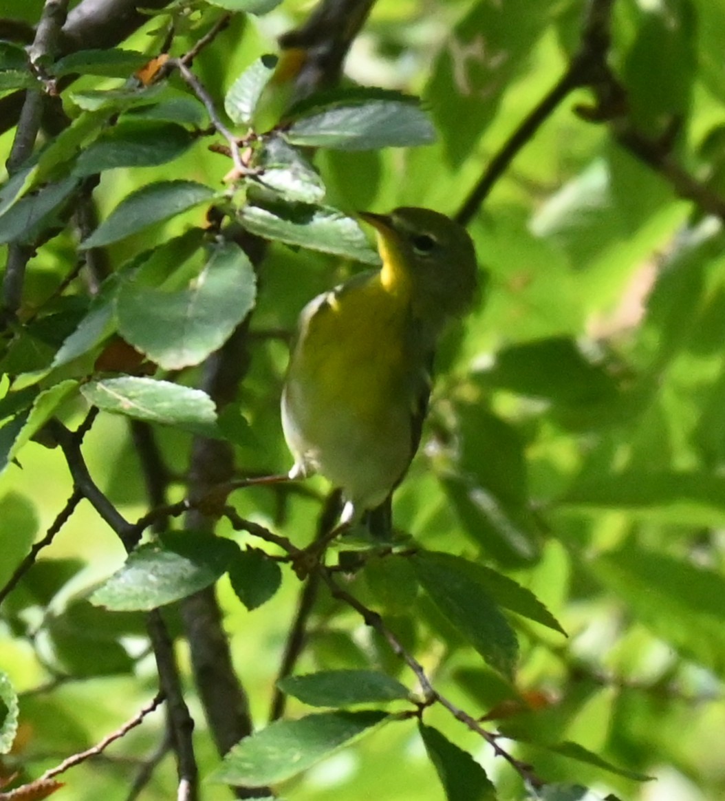 Northern Parula - ML641875445