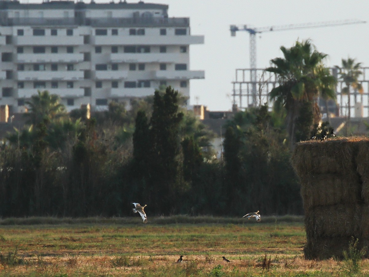 Little Bustard - ML641875459