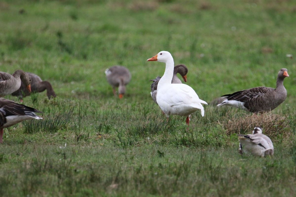 Graylag Goose (Domestic type) - ML641875499