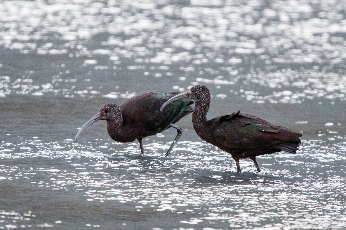 Puna Ibis - ML641875500