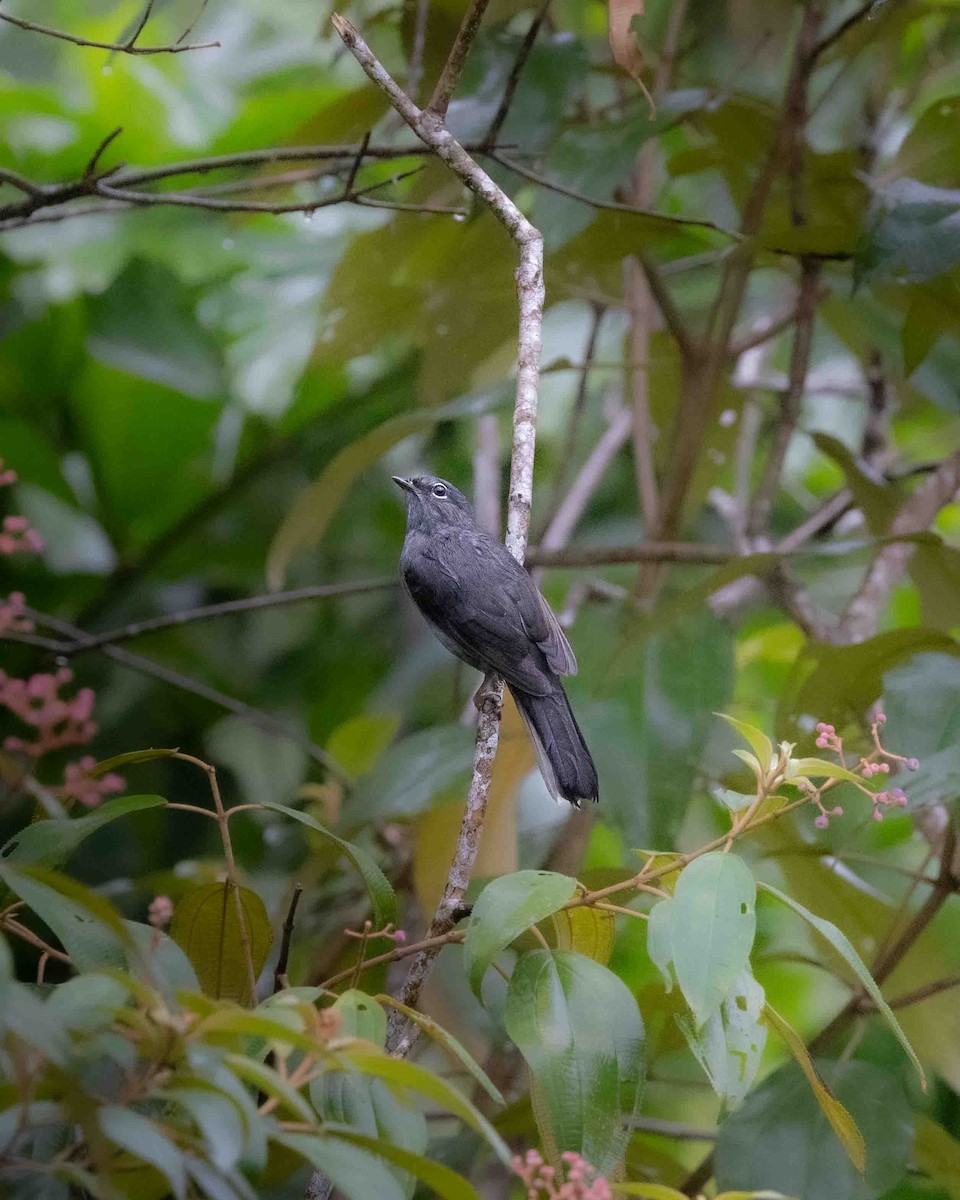 Slate-colored Solitaire - ML641875509