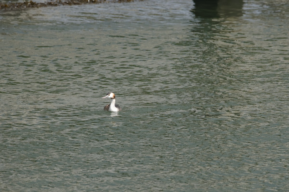 Great Crested Grebe - ML641875547