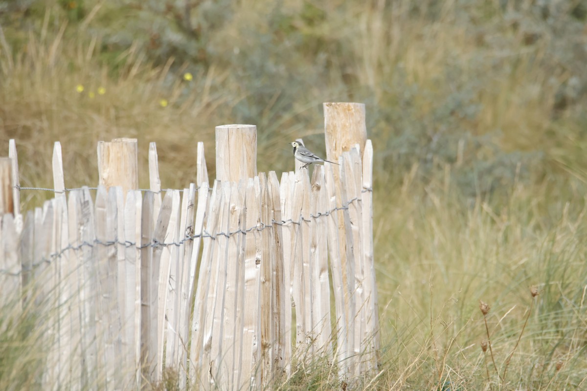 White Wagtail - ML641875555