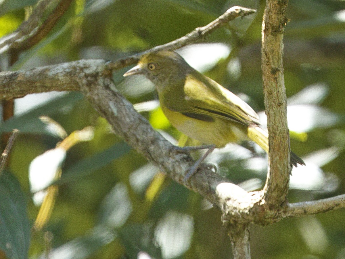 Lemon-chested Greenlet (Rio de Janeiro) - ML641875584