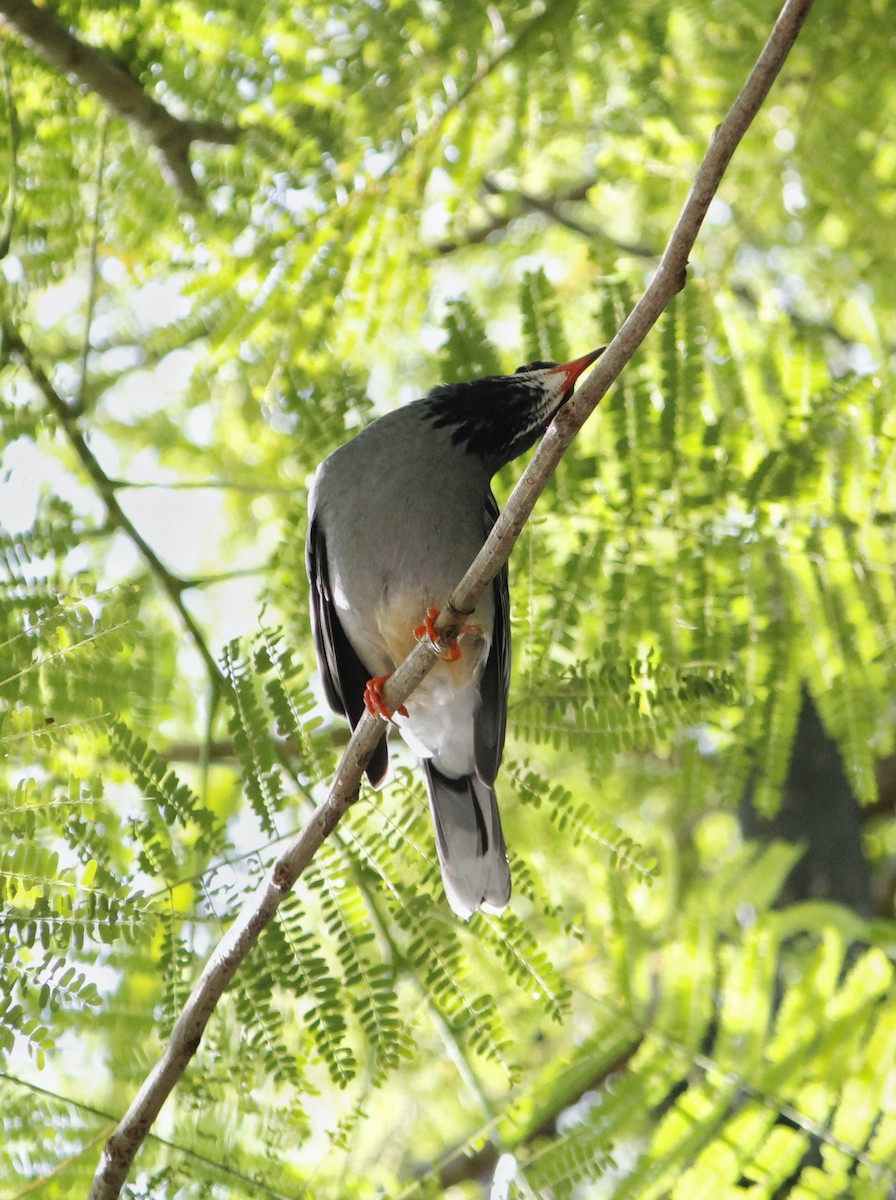 Red-legged Thrush - ML641875600
