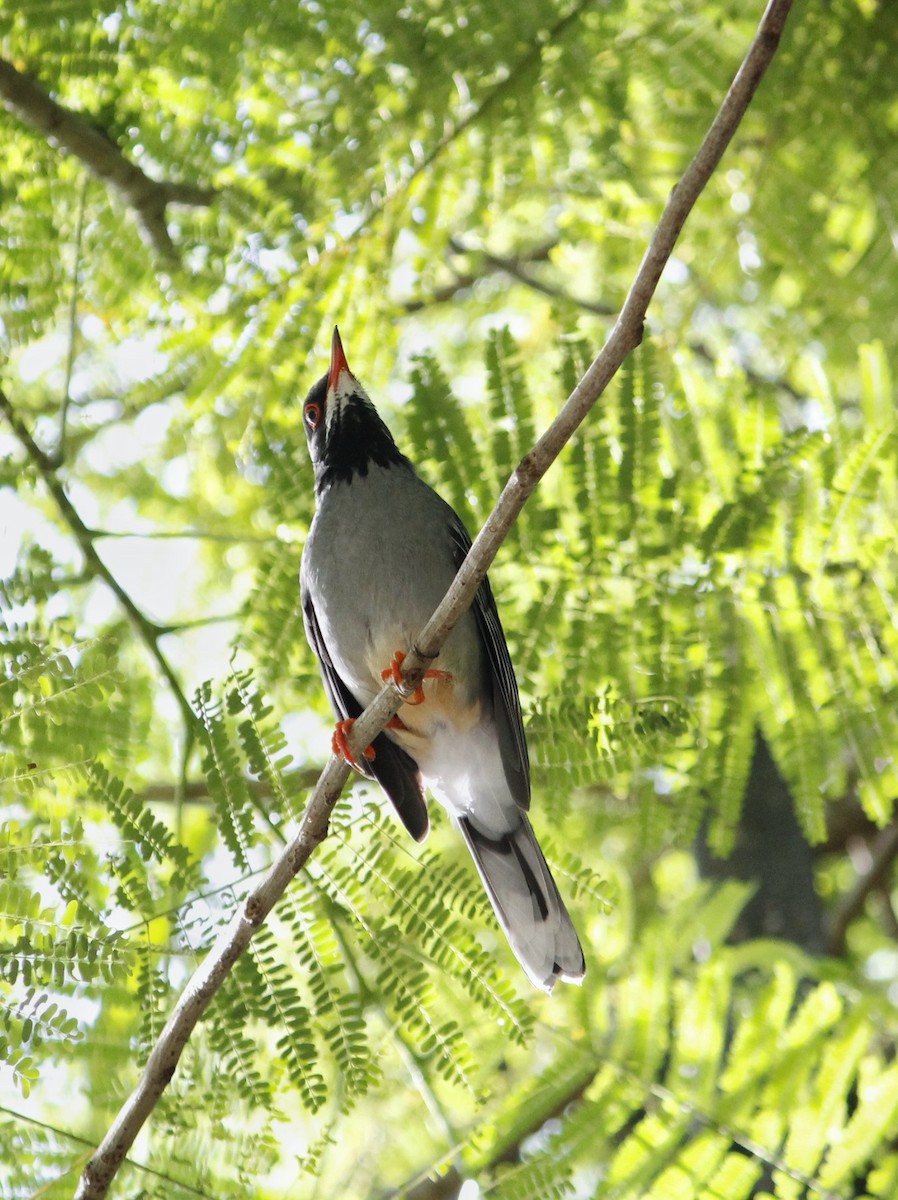 Red-legged Thrush - ML641875601