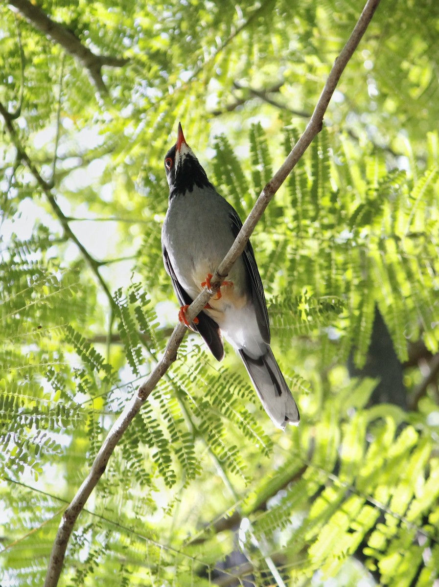 Red-legged Thrush - ML641875603