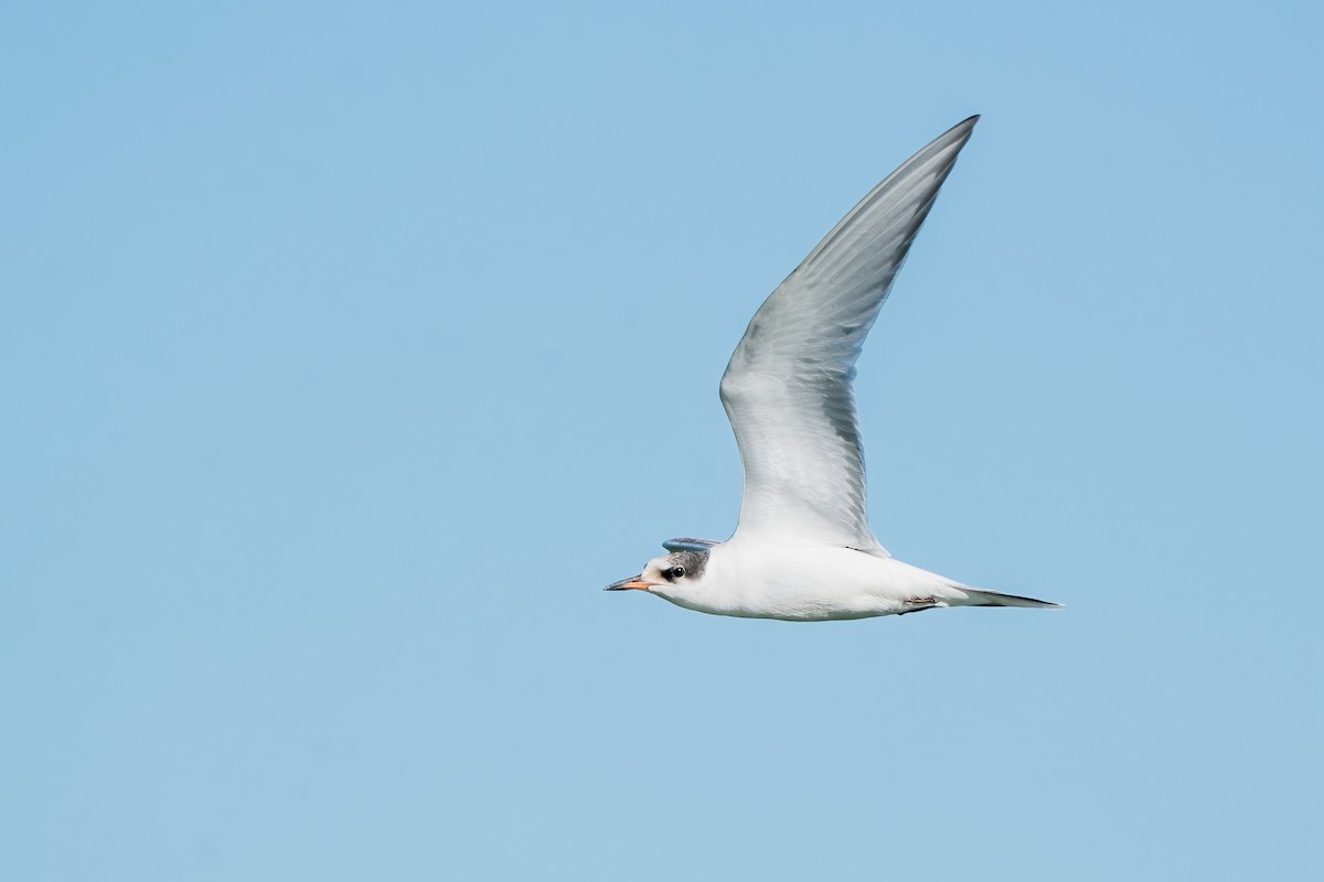 Common Tern - ML641875604