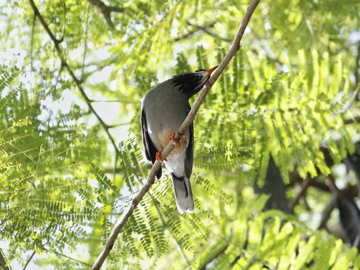 Red-legged Thrush - ML641875605