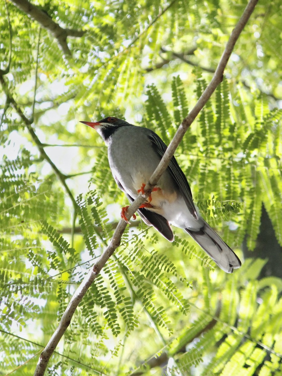 Red-legged Thrush - ML641875607
