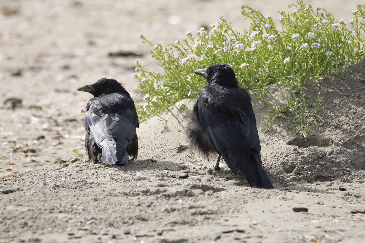 Carrion Crow - ML641875608