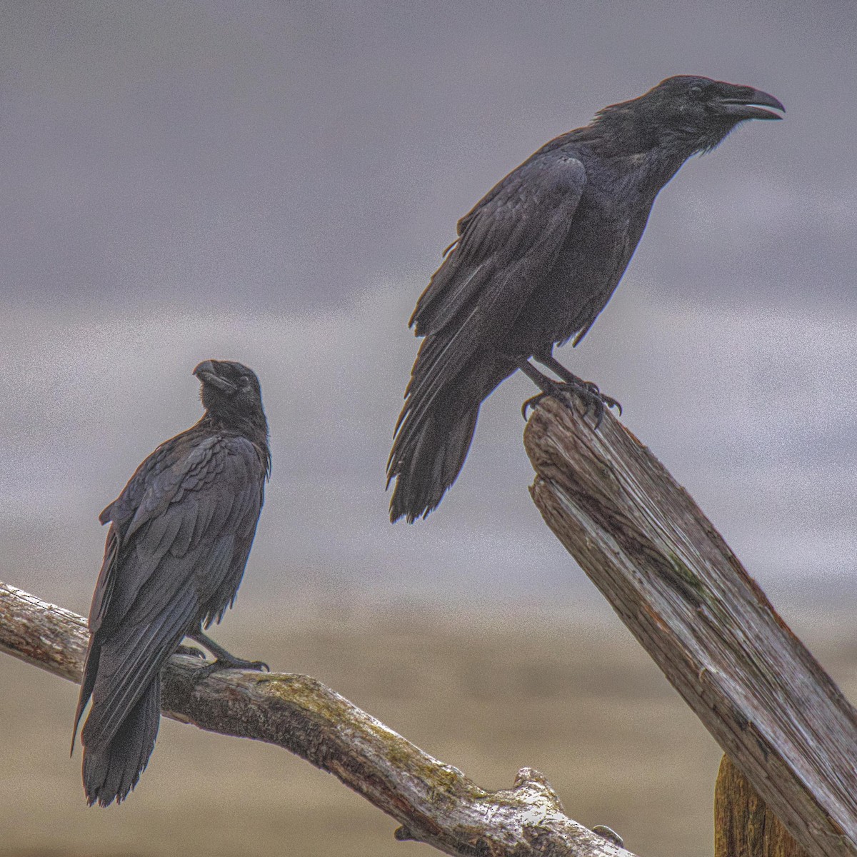 Common Raven - ML641875669