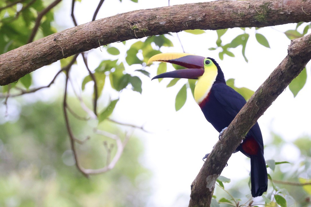 Yellow-throated Toucan - ML641875697
