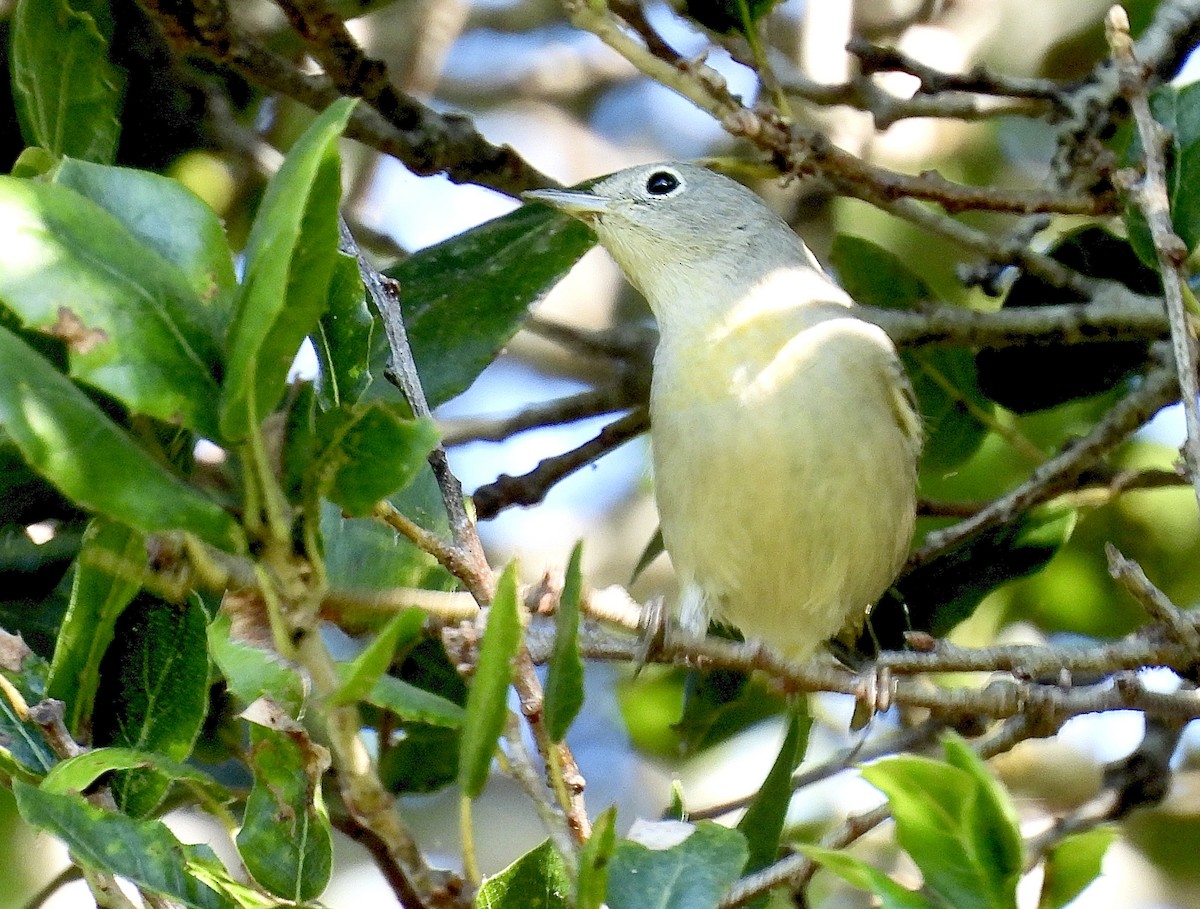 Virginia's Warbler - ML641875711
