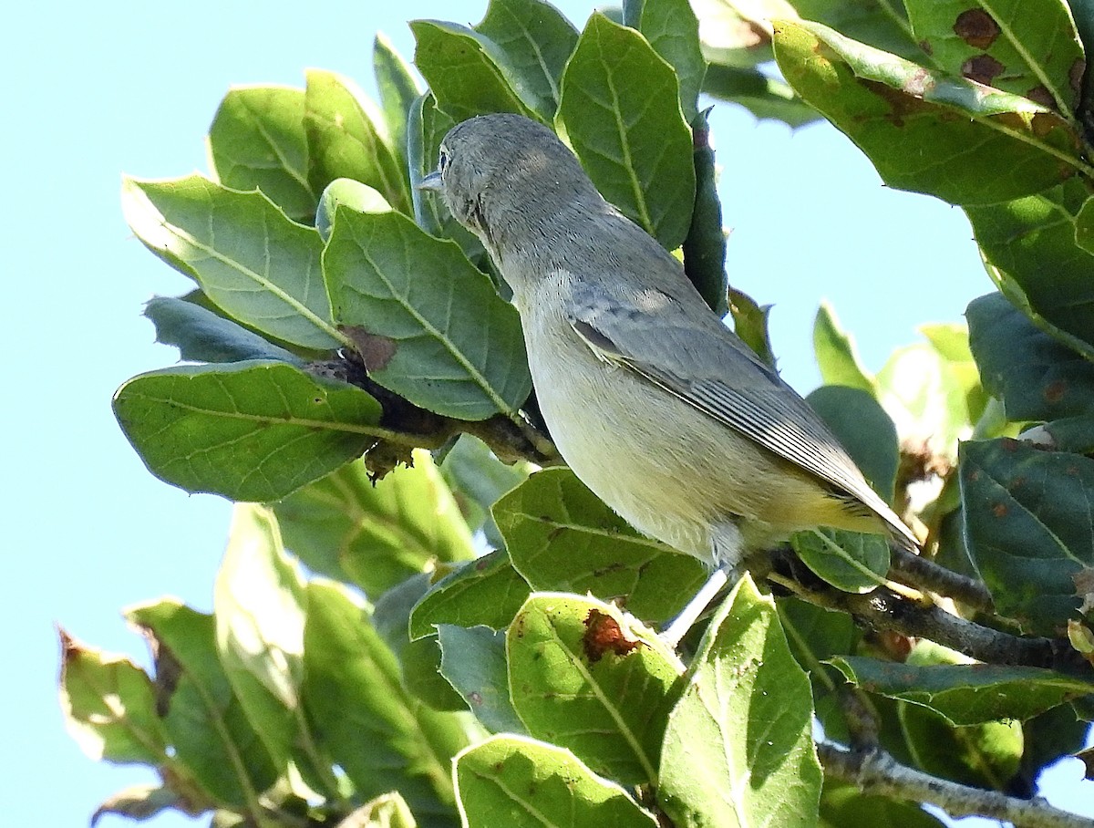 Virginia's Warbler - ML641875712