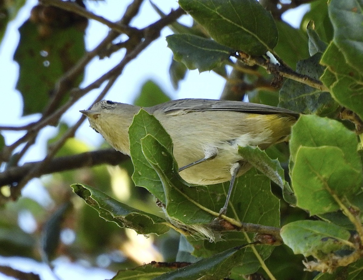 Virginia's Warbler - ML641875713