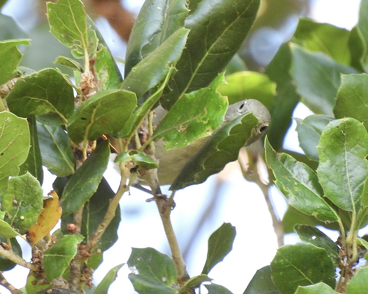 Virginia's Warbler - ML641875714
