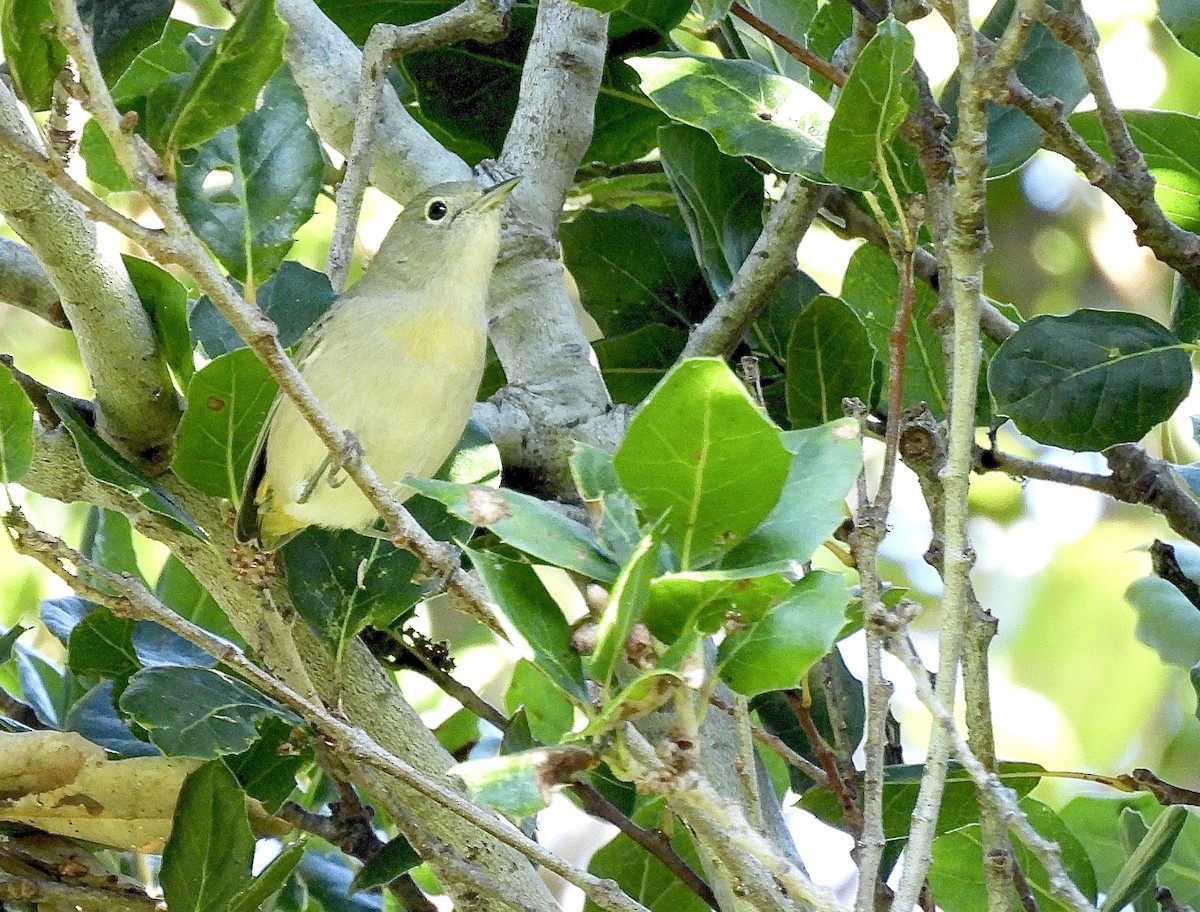 Virginia's Warbler - ML641875715