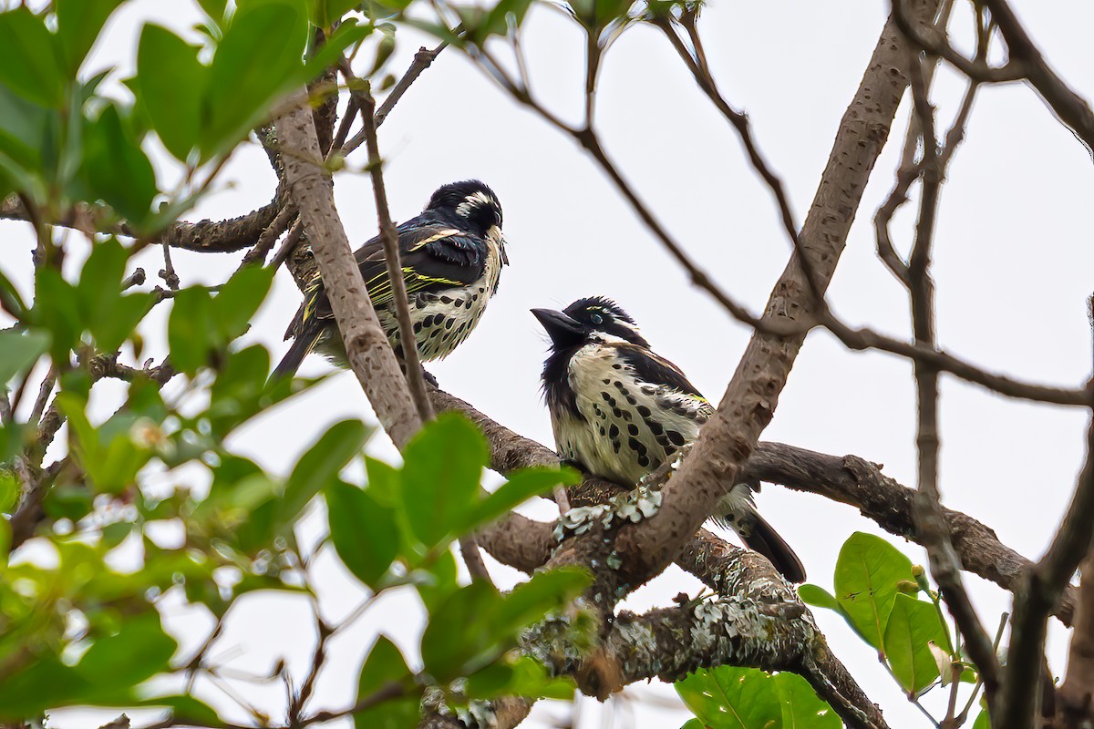 Spot-flanked Barbet - ML641875808