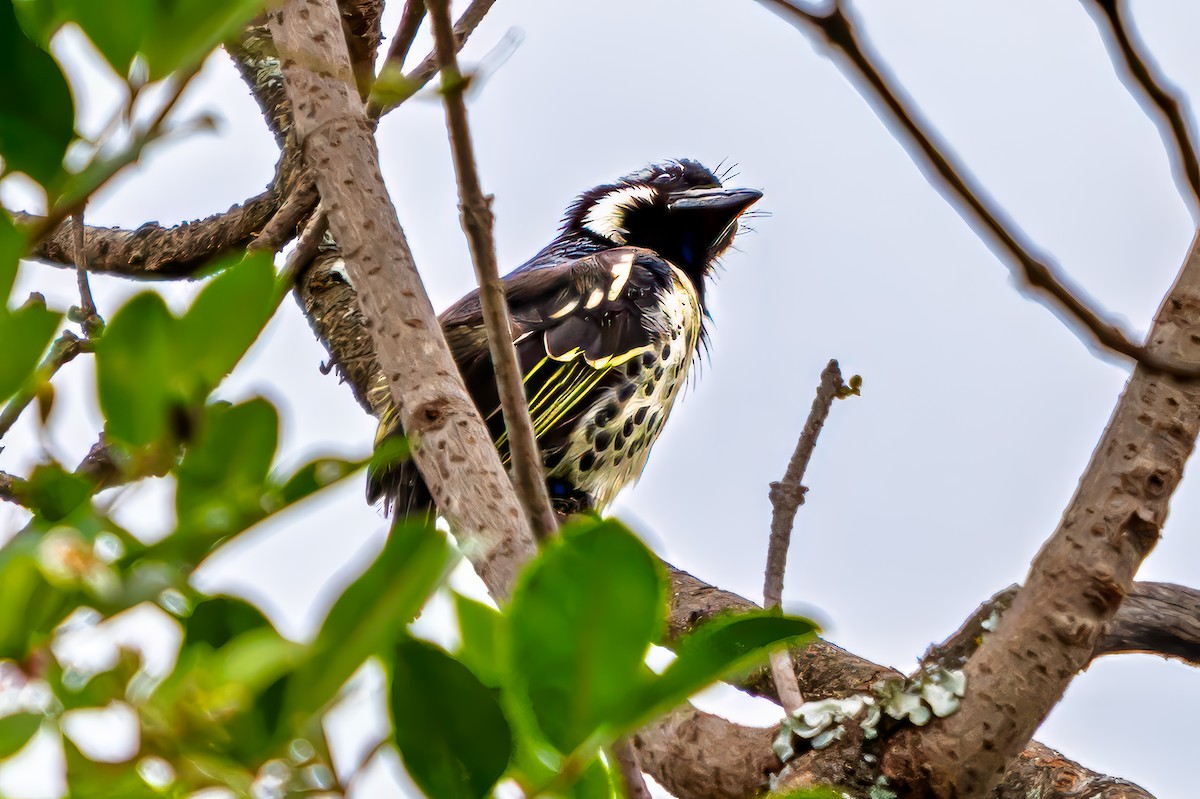 Spot-flanked Barbet - ML641875809