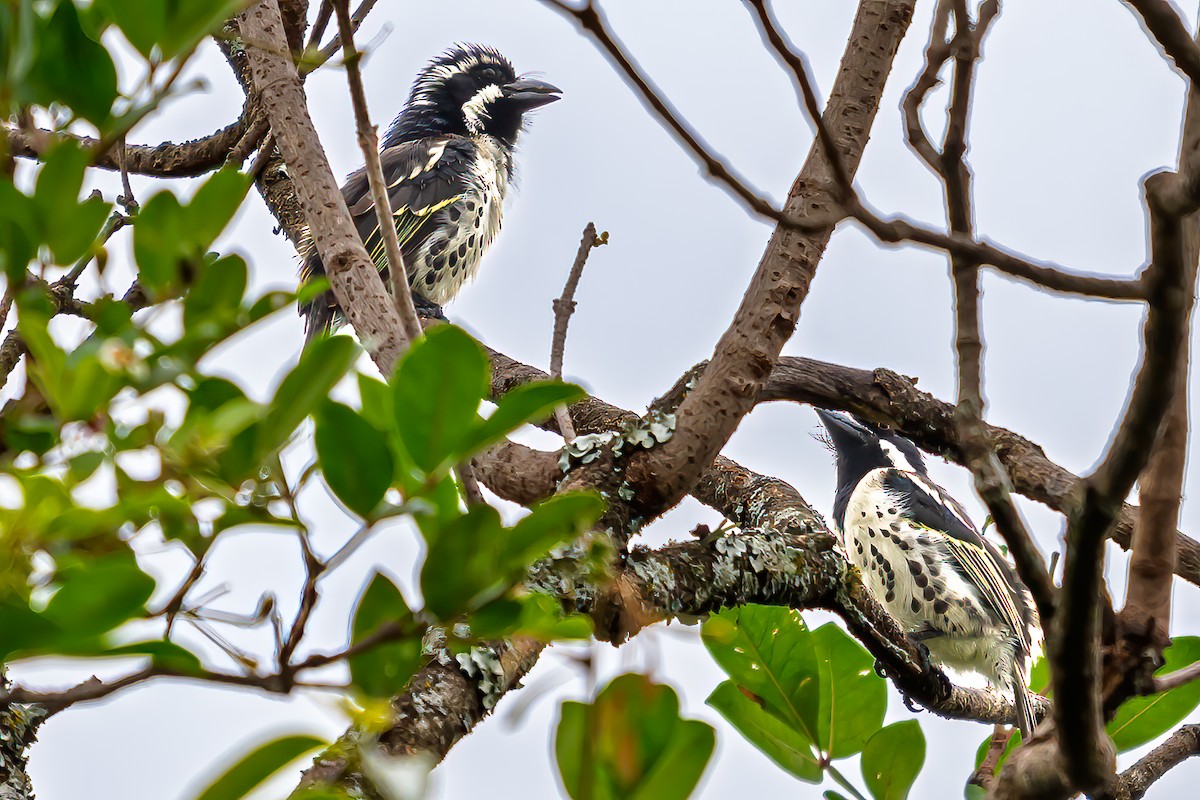 Spot-flanked Barbet - ML641875810