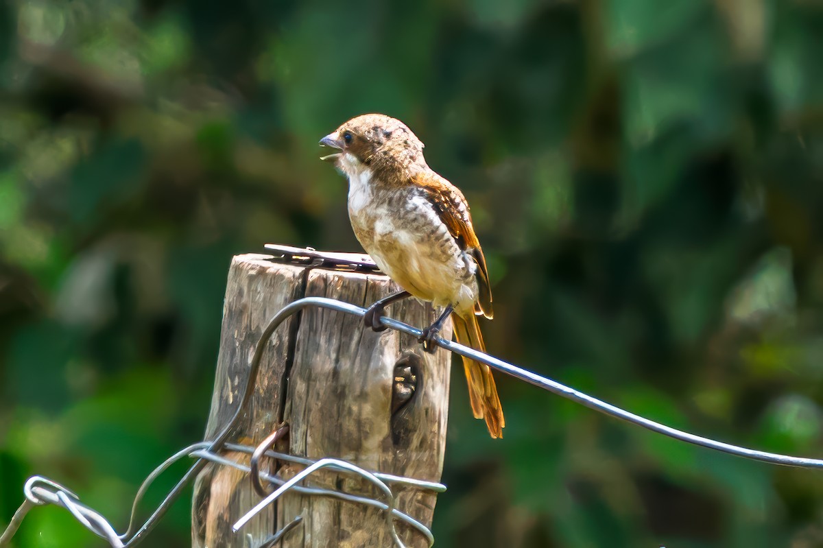 Northern Fiscal - ML641875817