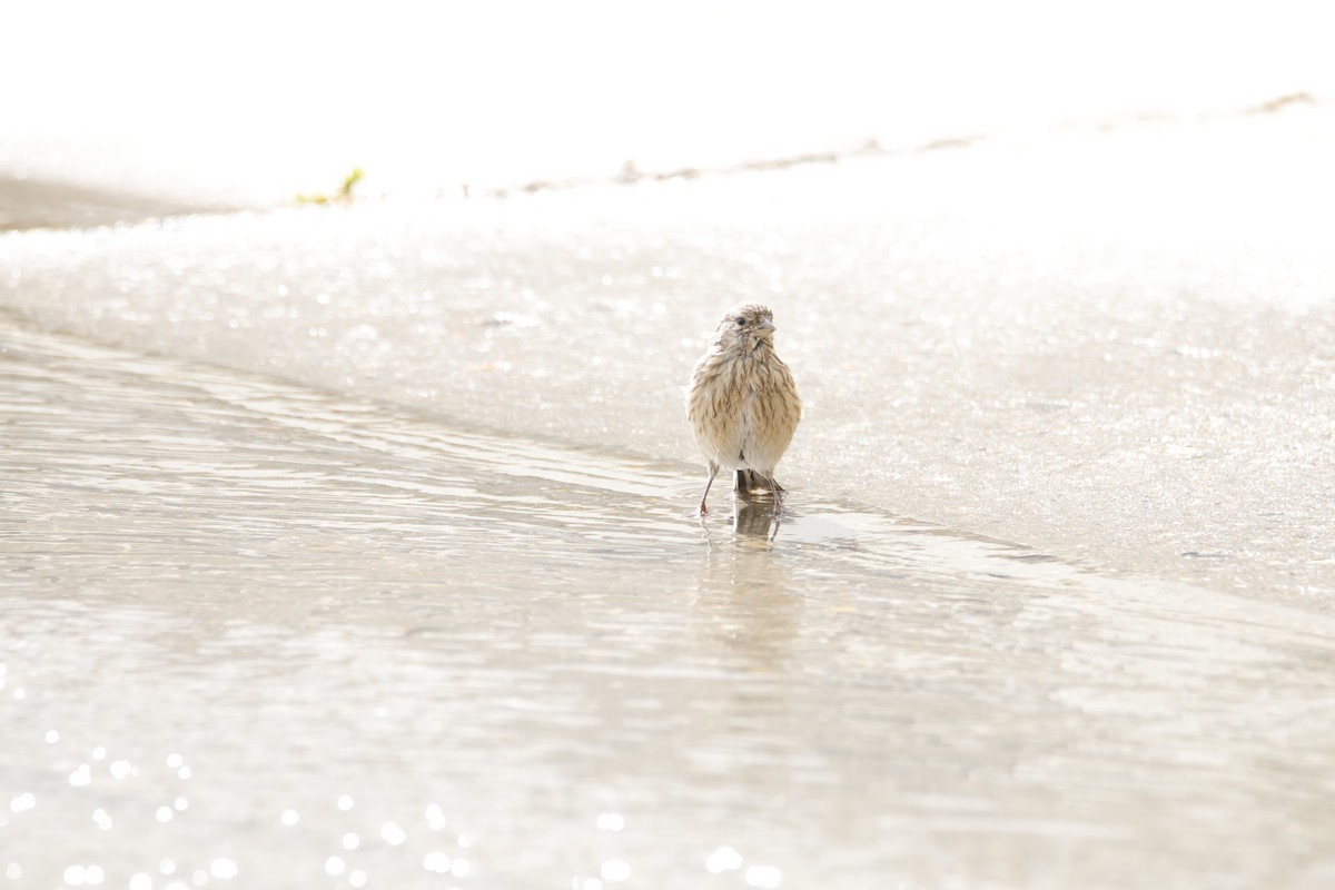 Eurasian Linnet - ML641875818