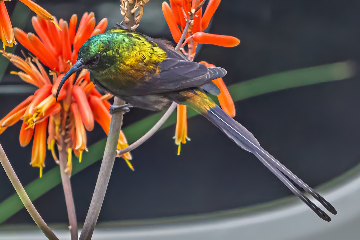 Bronze Sunbird - ML641875825