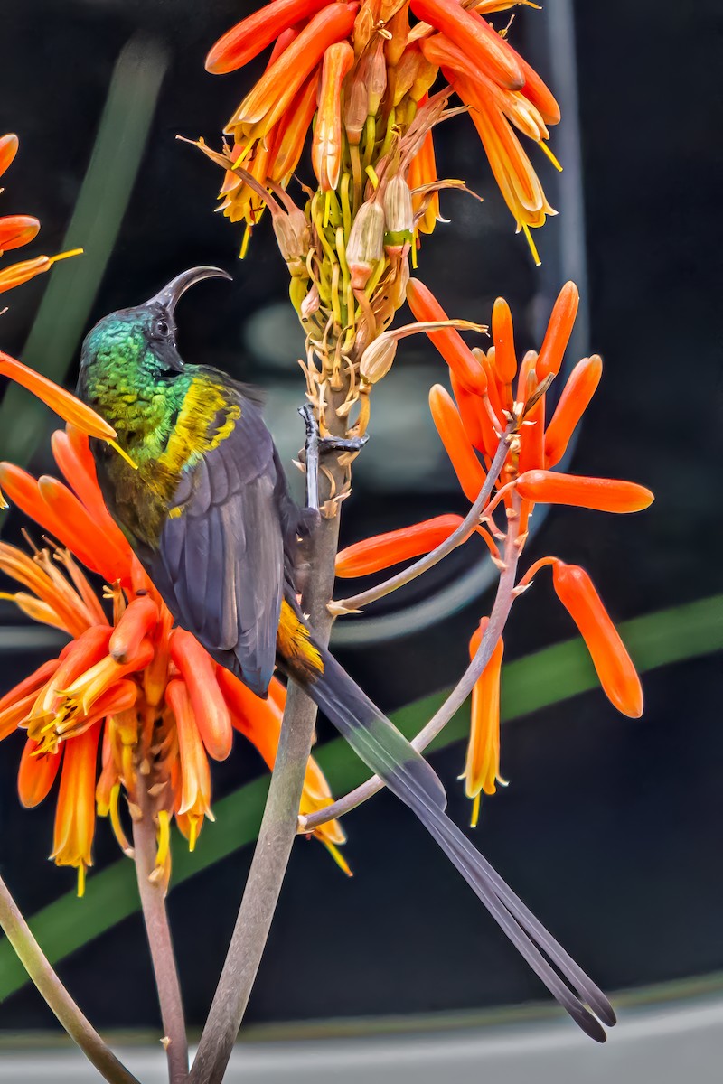 Bronze Sunbird - ML641875826
